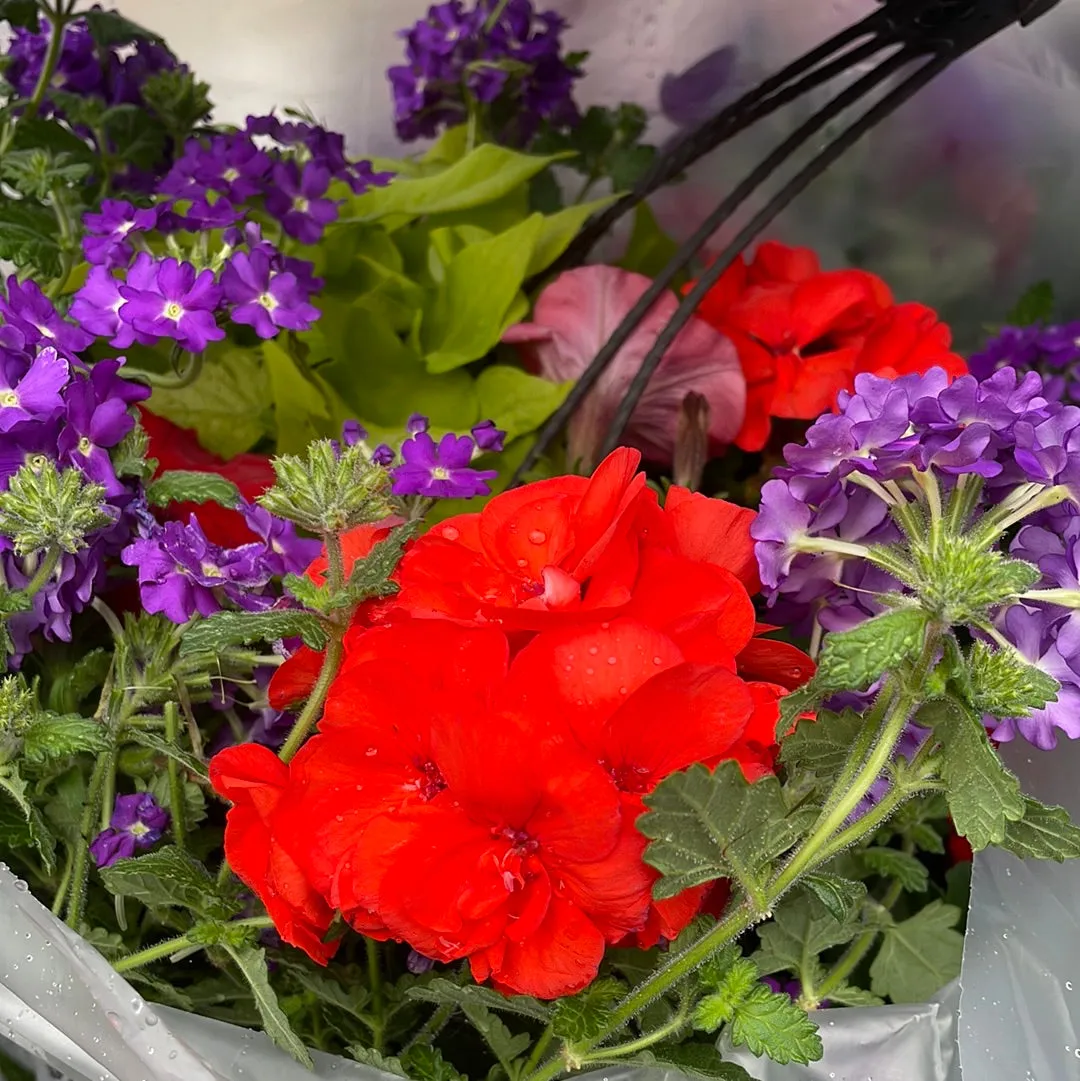 13"  Hanging Baskets Assorted