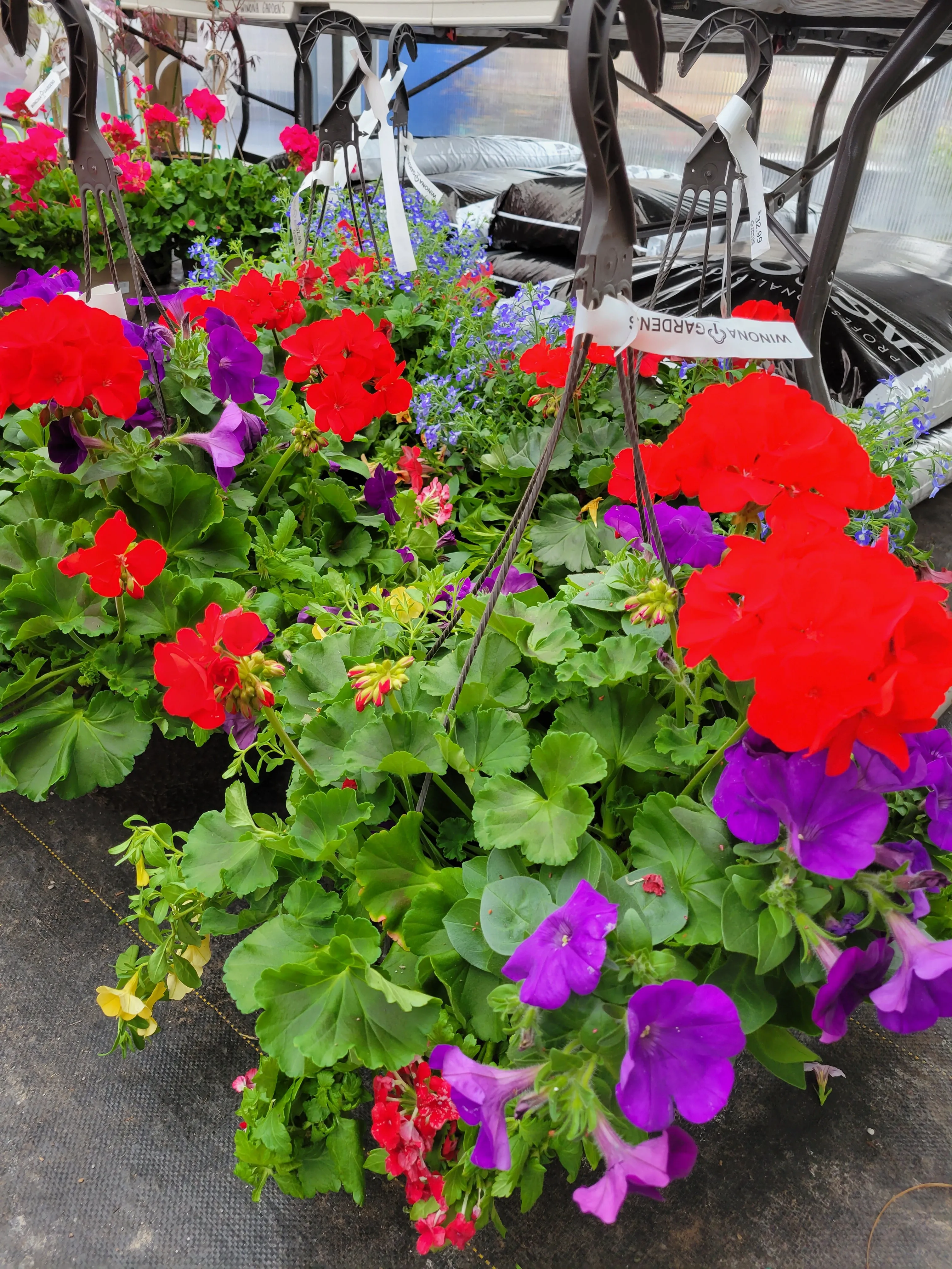 13"  Hanging Baskets Assorted