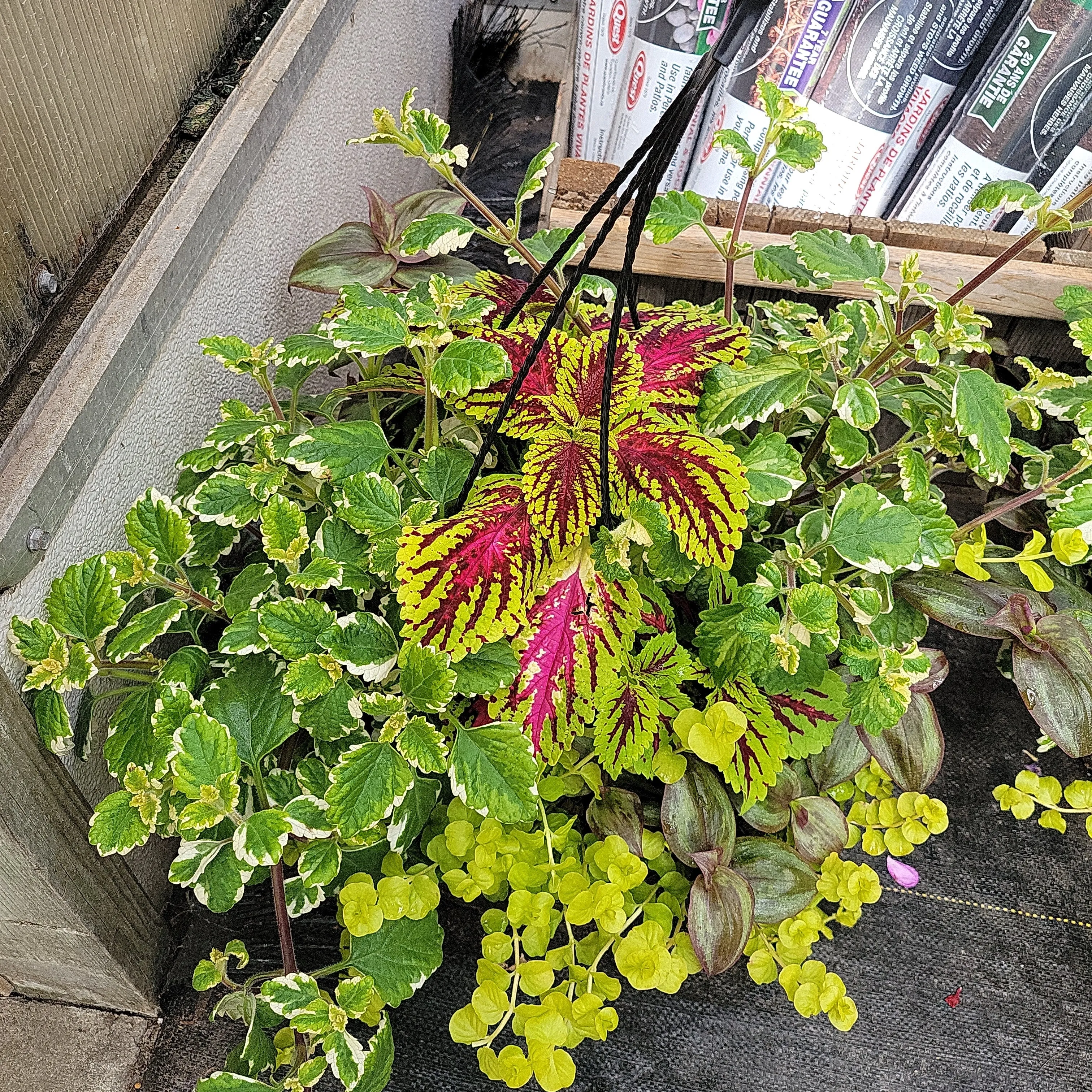 13"  Hanging Baskets Assorted